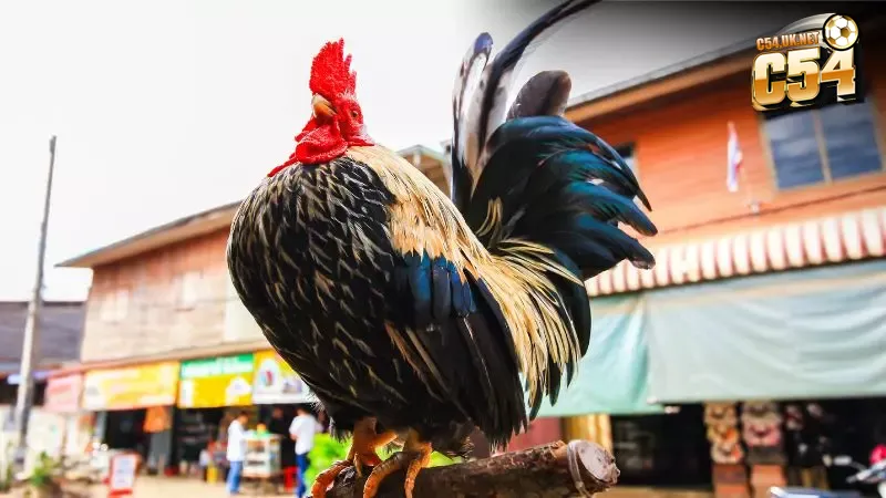 Bí quyết giữ chiến kê luôn sẵn sàng xung trận