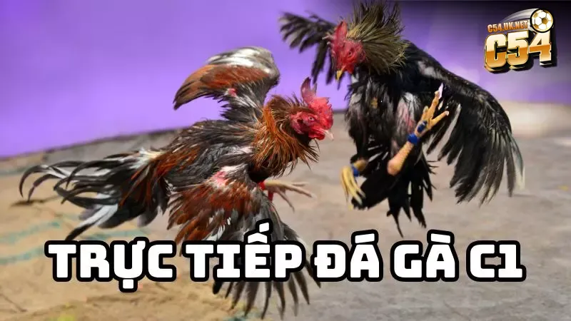 Các trận đá gà C1 chuyên nghiệp tại đấu trường quốc tế