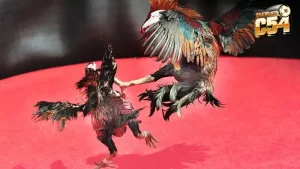 Đá gà cựa sắt Thomo Campuchia vẫn chiếm ưu thế được nhiều người yêu thích