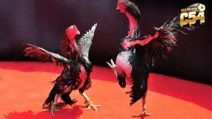 Đấu trường đá gà hợp pháp tại Campuchia và Philippines với giấy phép rõ ràng