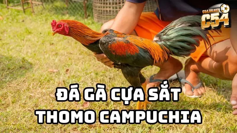 Đấu trường Thomo được xem là “thánh địa” của những trận đá gà cựa sắt đỉnh cao