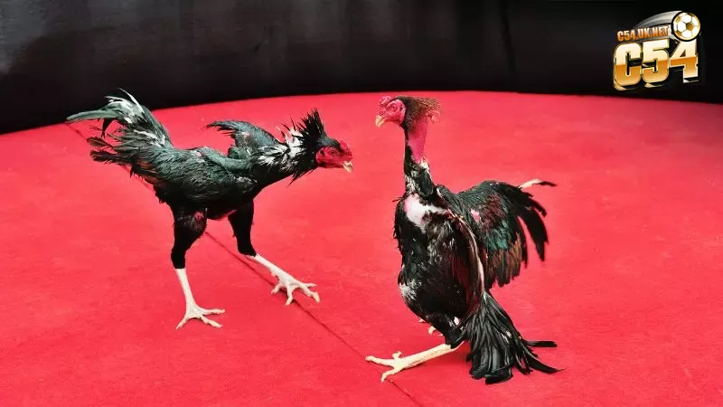 Ghi nhớ những điều quan trọng để đảm bảo an toàn và hiệu quả khi tham gia đá gà tại Thomo