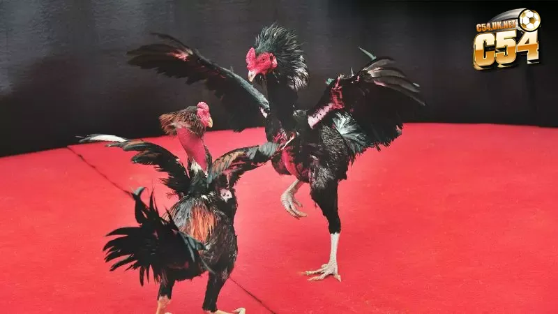 Hai chiến kê lừng danh đã tạo nên trận đá gà lịch sử