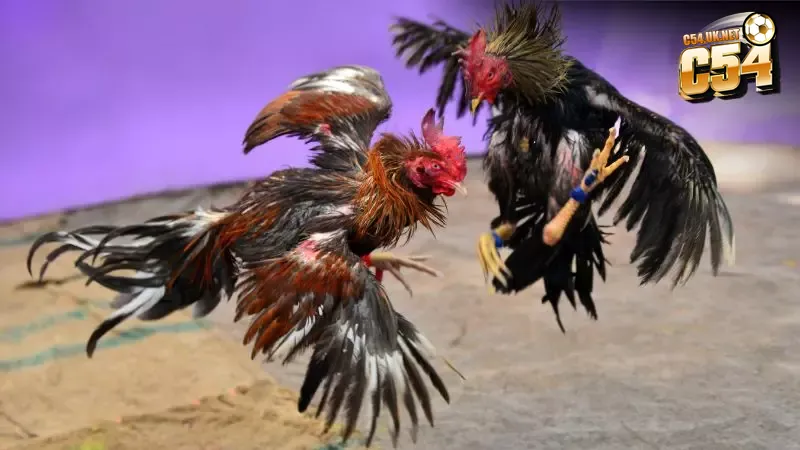 Mít Trà Cú giành chiến thắng lịch sử sau nhiều hiệp đấu căng thẳng