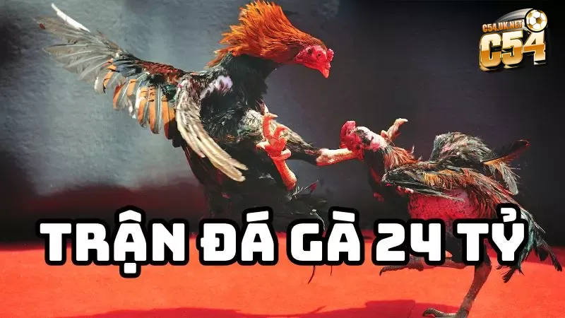 Trận đá gà 24 tỷ từng gây chấn động giới cá cược