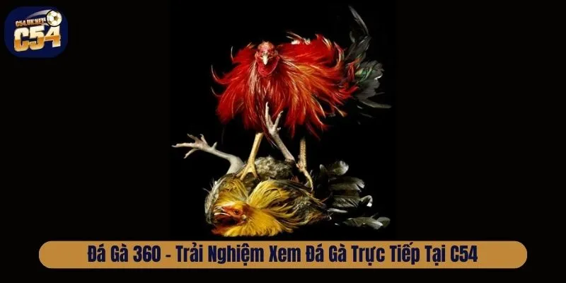 Đá gà 360