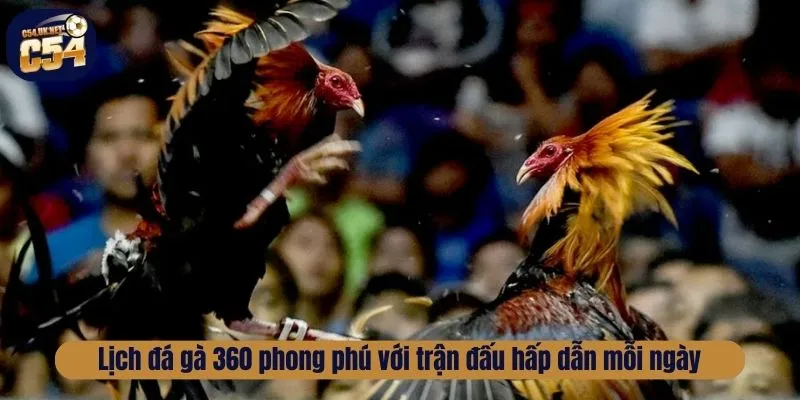 Lịch đá gà 360 phong phú với trận đấu hấp dẫn mỗi ngày